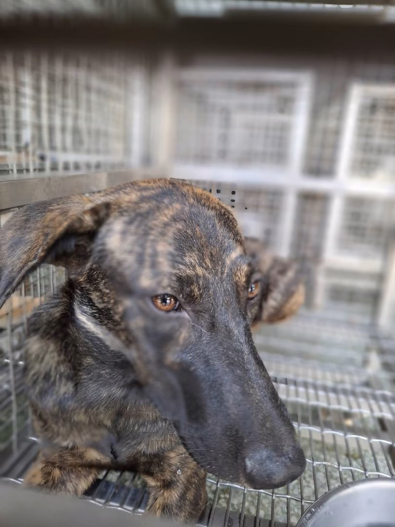 The dog, from the shelter's listing