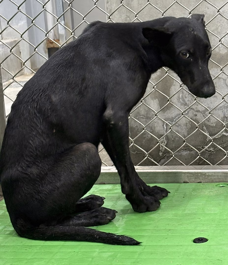 The dog, from the shelter's listing