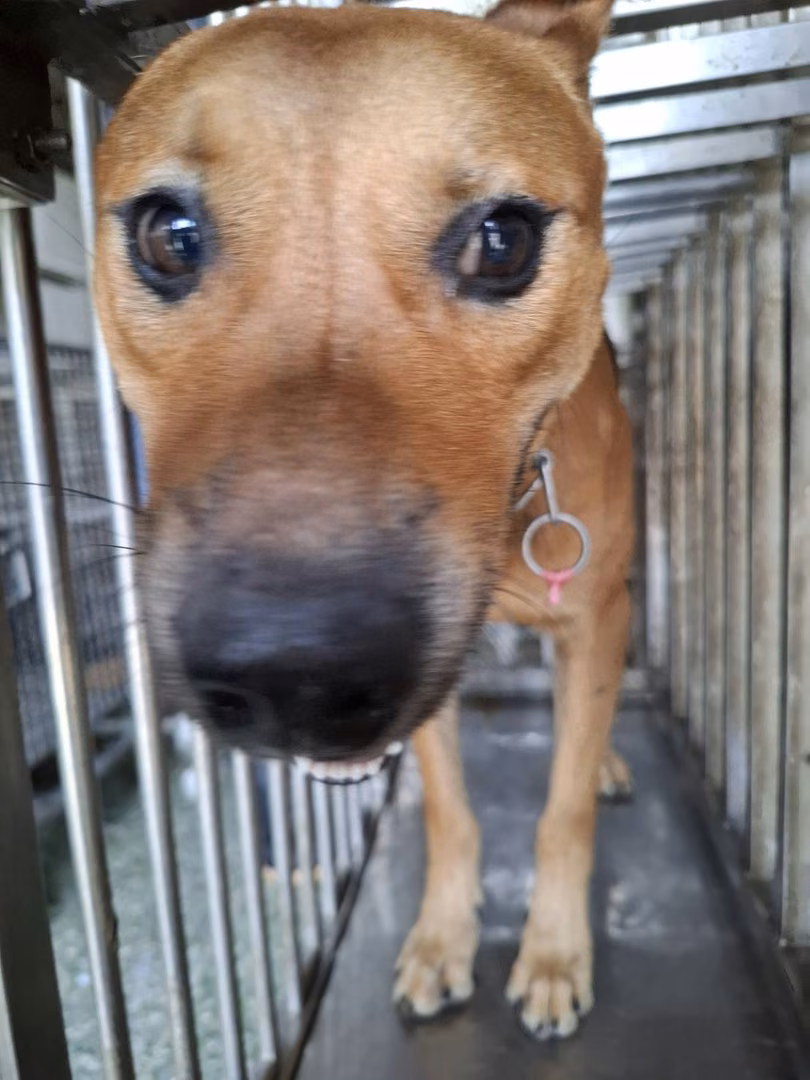 The dog, from the shelter's listing