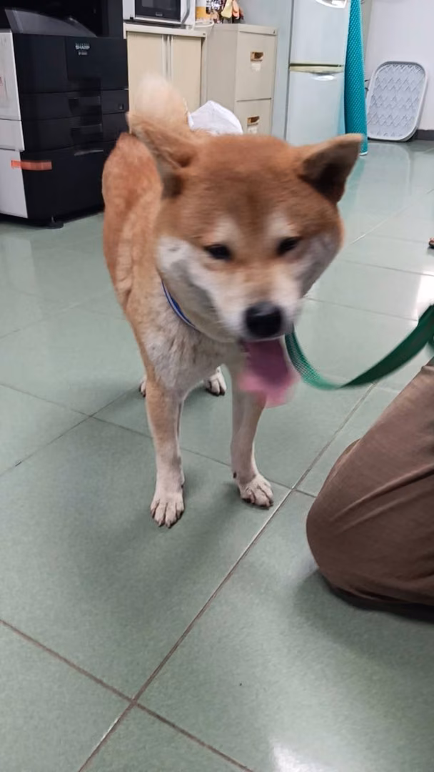 The dog, from the shelter's listing