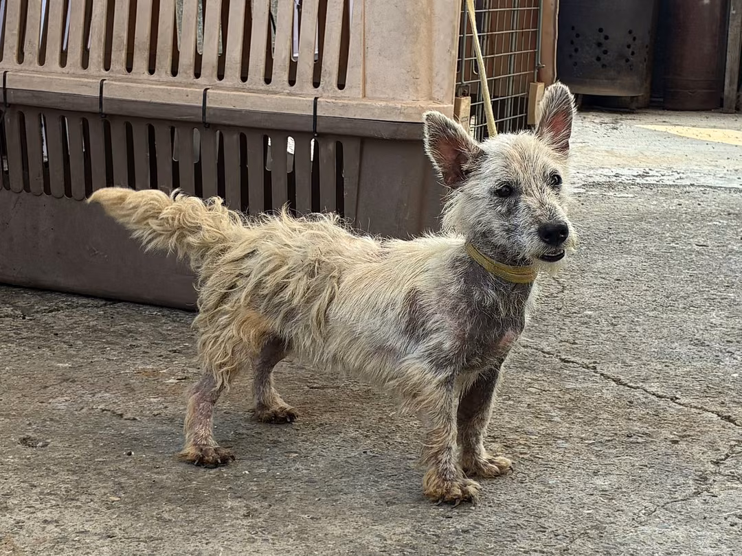 The dog, from the shelter's listing
