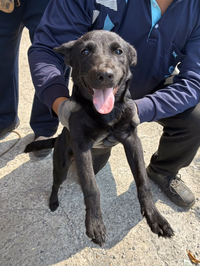 The dog, from the shelter's listing