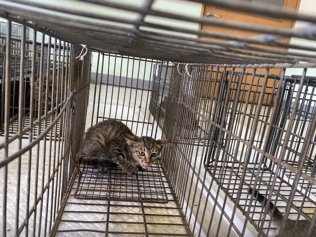 The cat, from the shelter's listing
