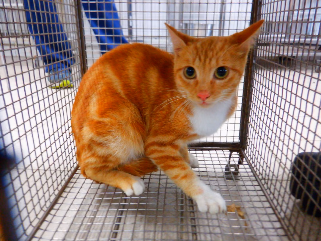 The cat, from the shelter's listing
