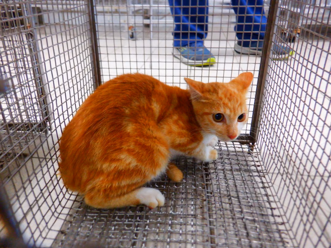 The cat, from the shelter's listing