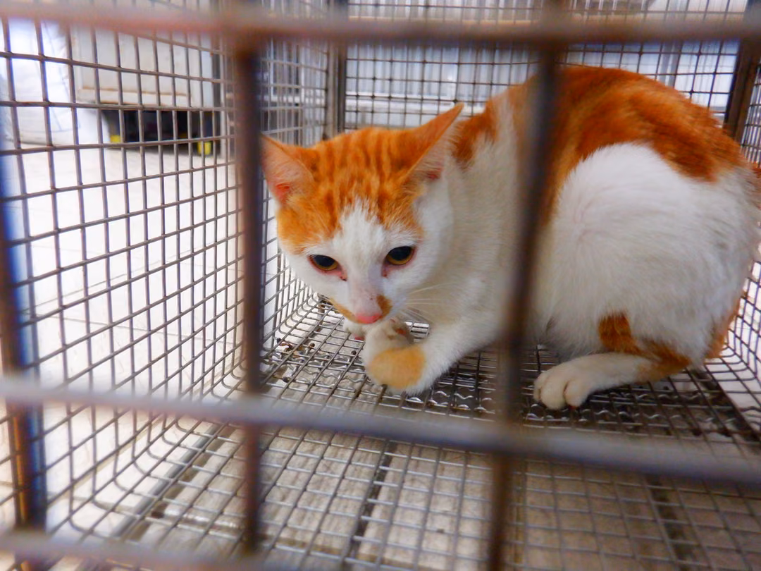 The cat, from the shelter's listing