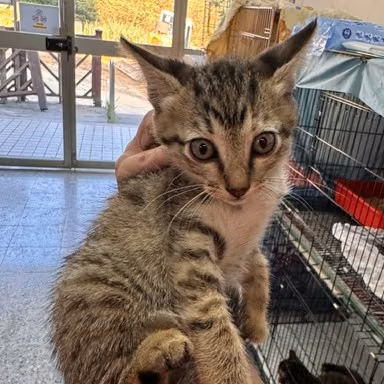 The cat, from the shelter's listing