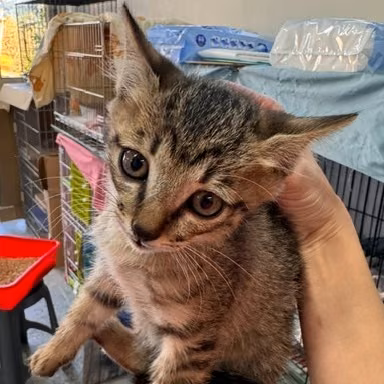 The cat, from the shelter's listing