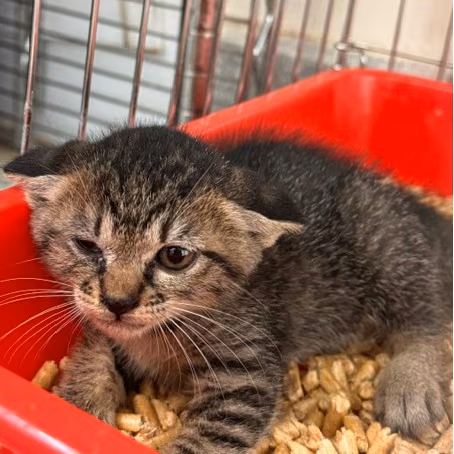 The cat, from the shelter's listing