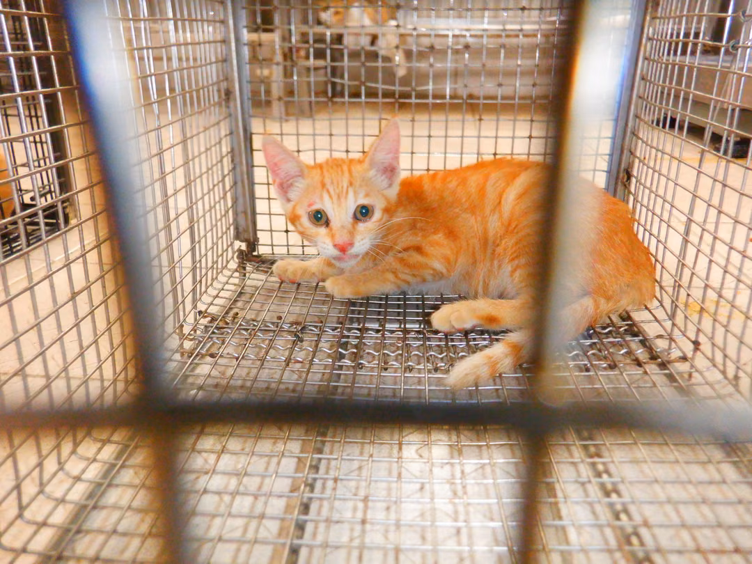 The cat, from the shelter's listing