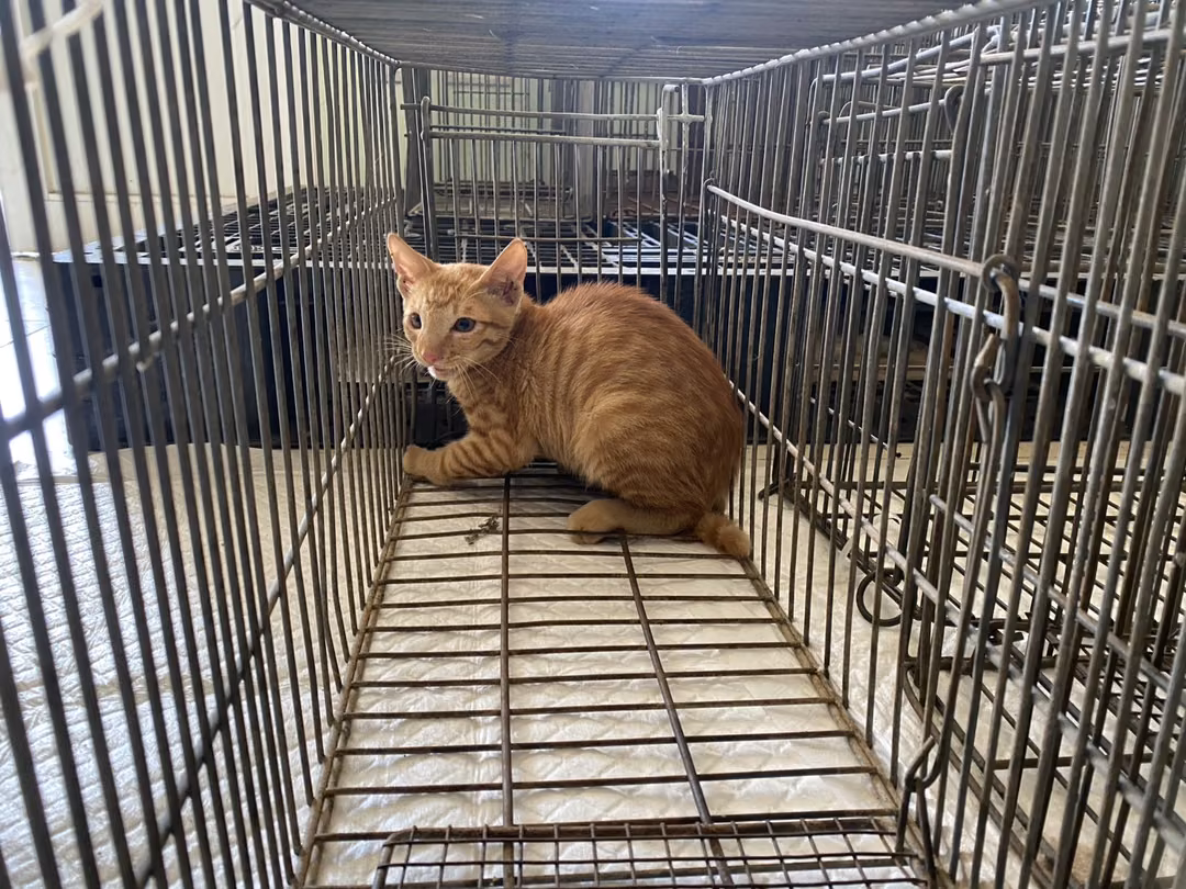 The cat, from the shelter's listing