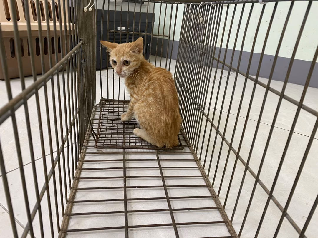 The cat, from the shelter's listing