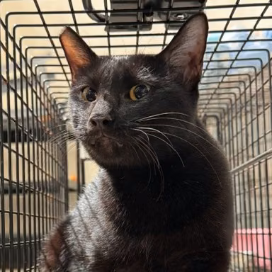 The cat, from the shelter's listing