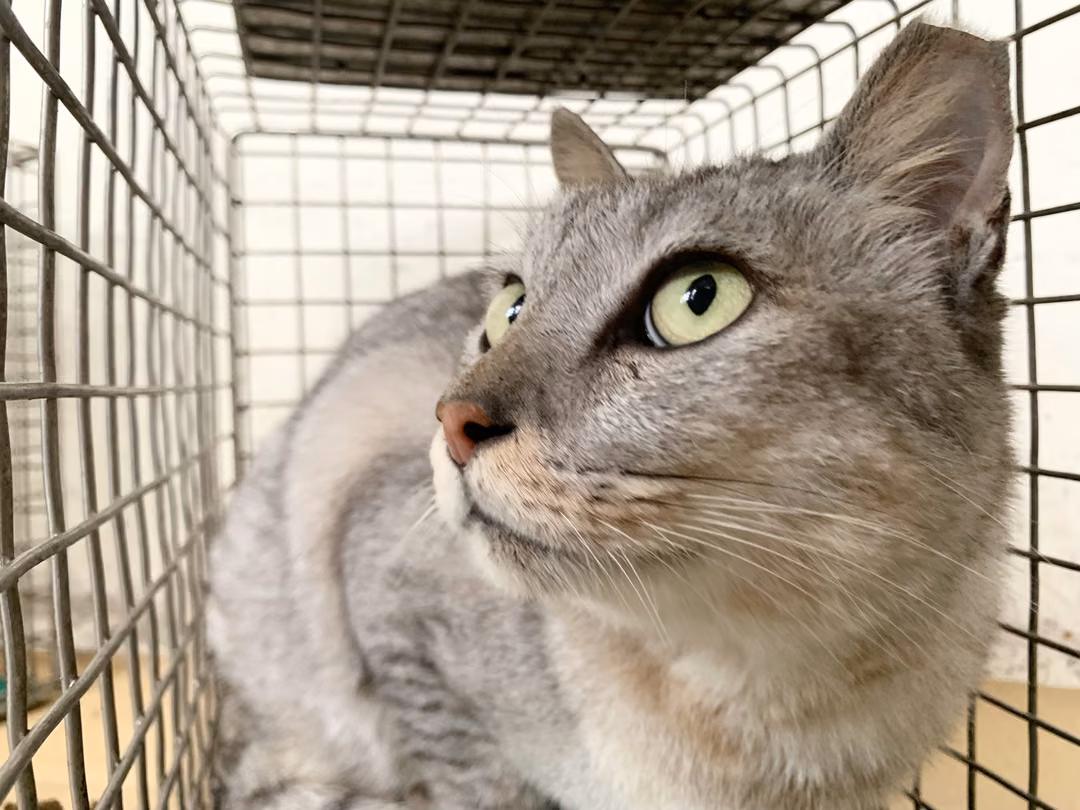 The cat, from the shelter's listing