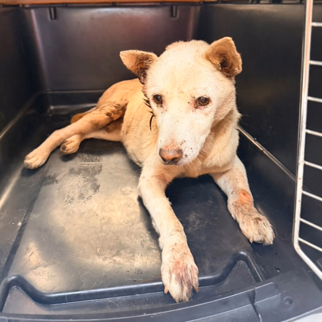 The dog, from the shelter's listing