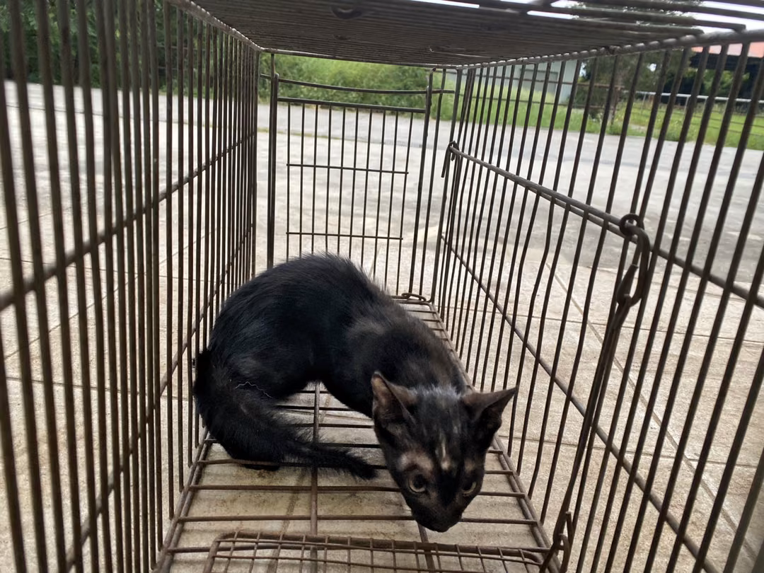 The cat, from the shelter's listing