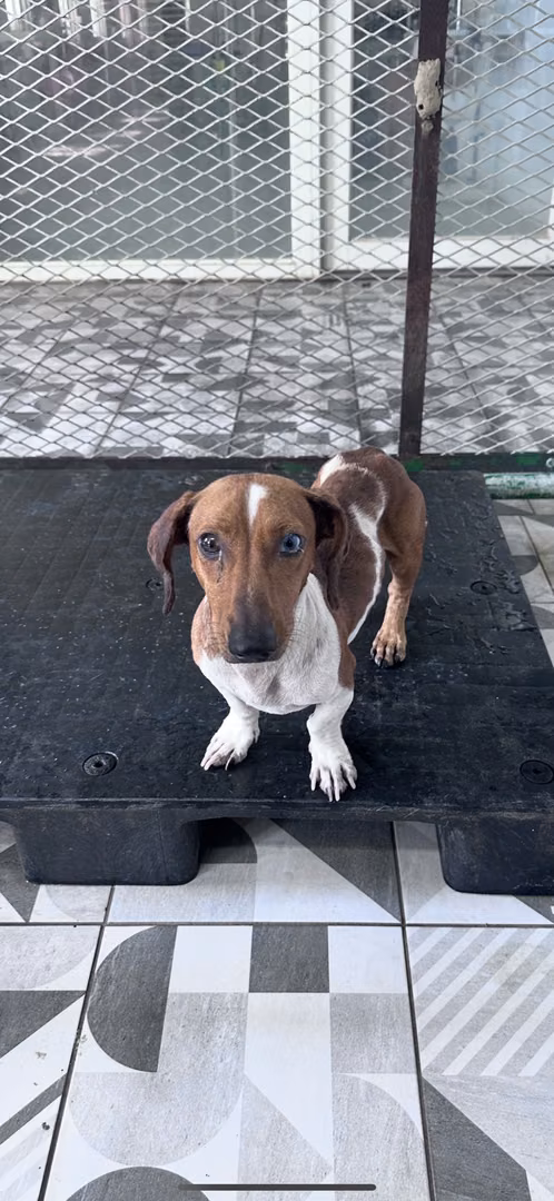 The dog, from the shelter's listing