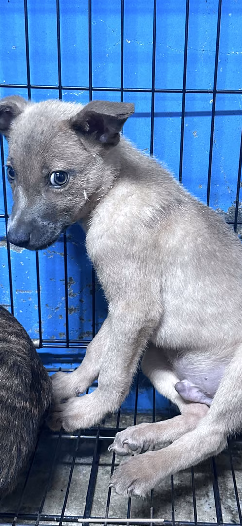 The dog, from the shelter's listing