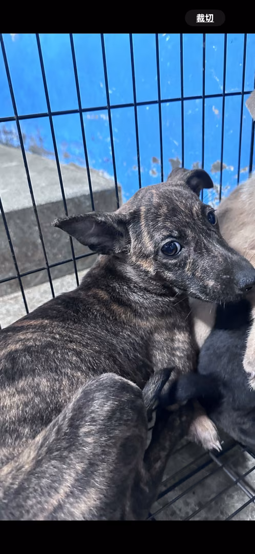The dog, from the shelter's listing