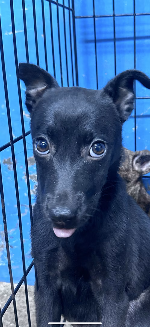 The dog, from the shelter's listing