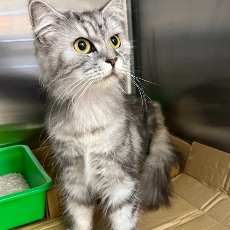 The cat, from the shelter's listing