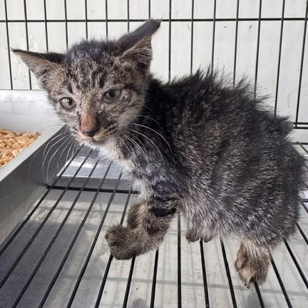 The cat, from the shelter's listing