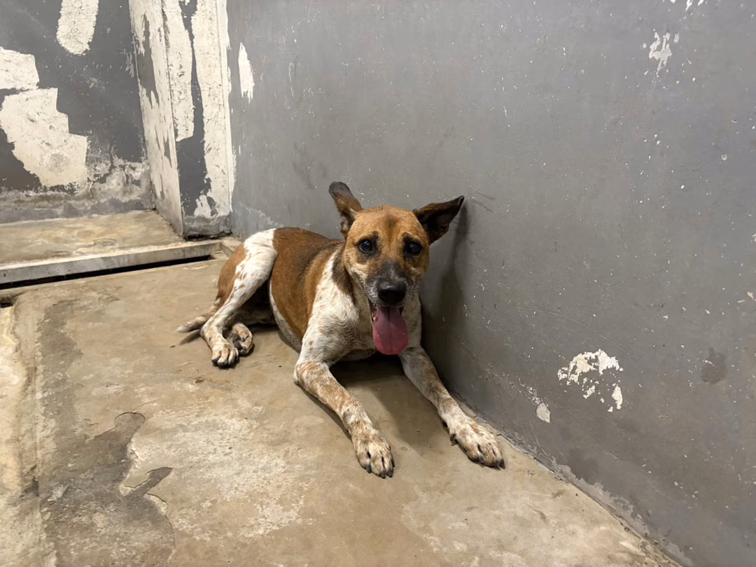 The dog, from the shelter's listing