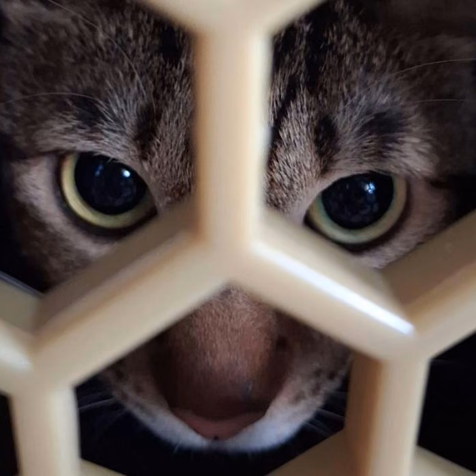 The cat, from the shelter's listing