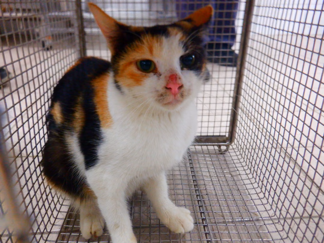 The cat, from the shelter's listing