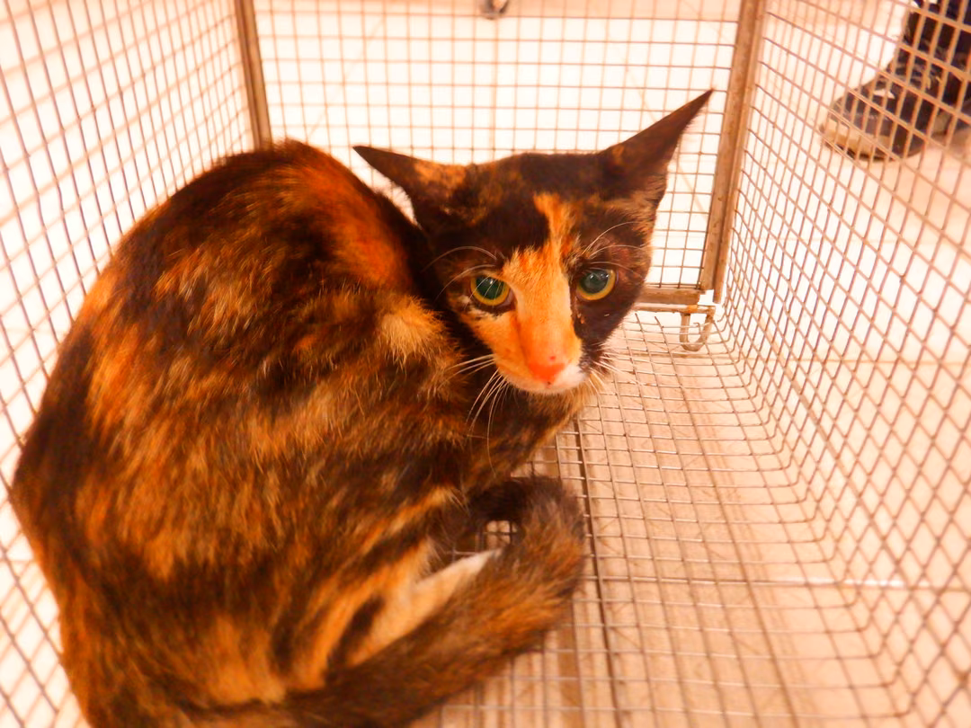 The cat, from the shelter's listing