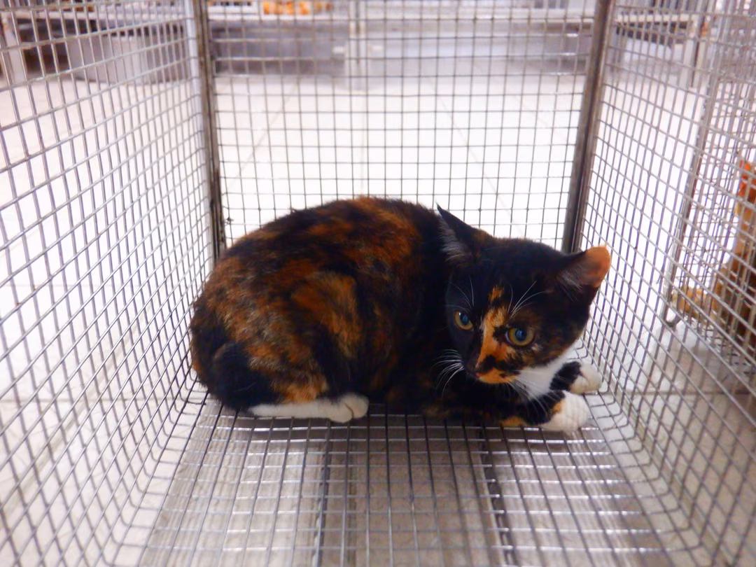 The cat, from the shelter's listing