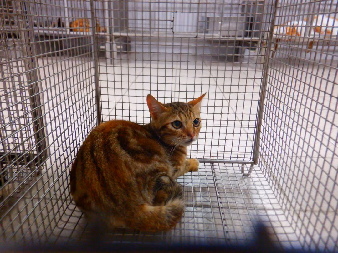 The cat, from the shelter's listing