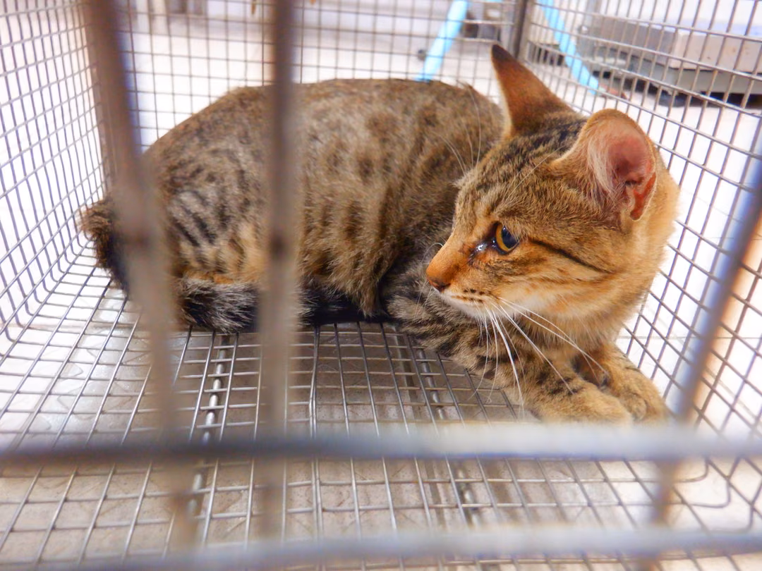 The cat, from the shelter's listing