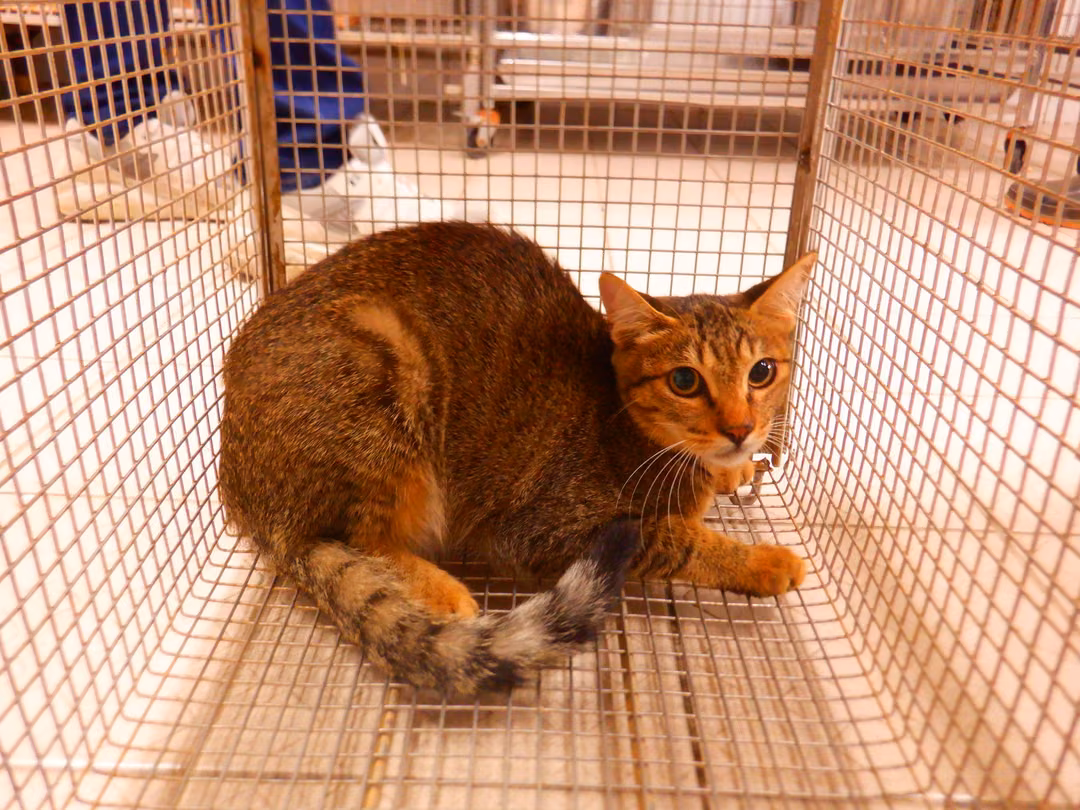 The cat, from the shelter's listing