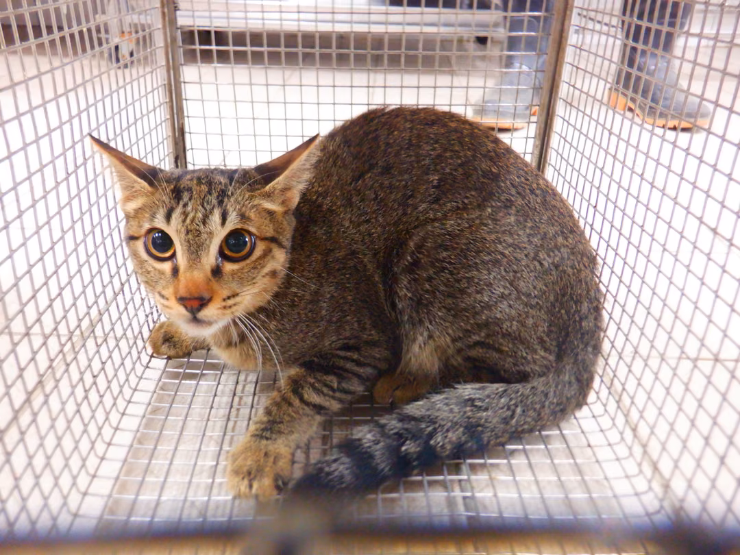 The cat, from the shelter's listing
