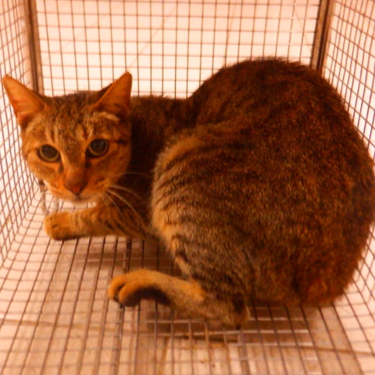 The cat, from the shelter's listing