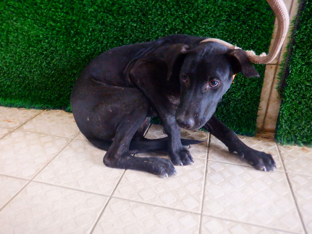 The dog, from the shelter's listing