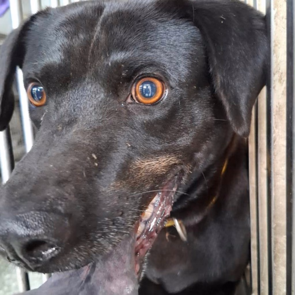 The dog, from the shelter's listing