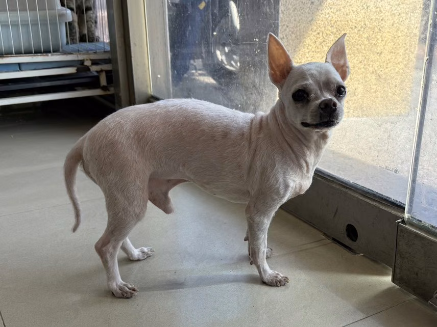 The dog, from the shelter's listing