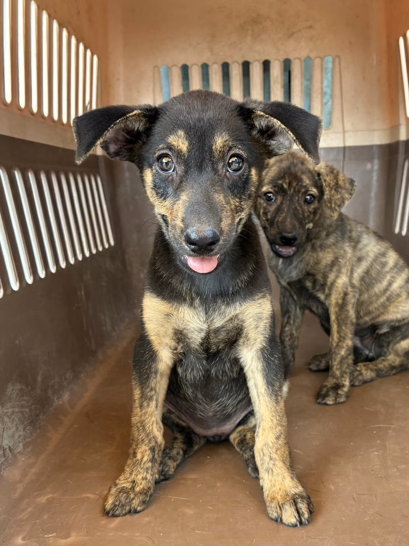 The dog, from the shelter's listing