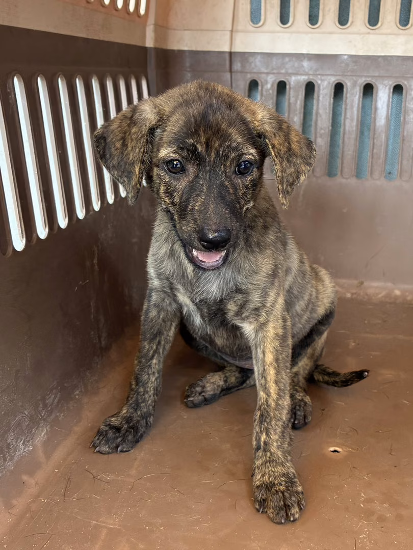 The dog, from the shelter's listing