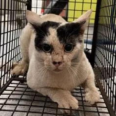 The cat, from the shelter's listing
