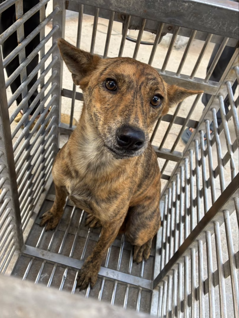 The dog, from the shelter's listing