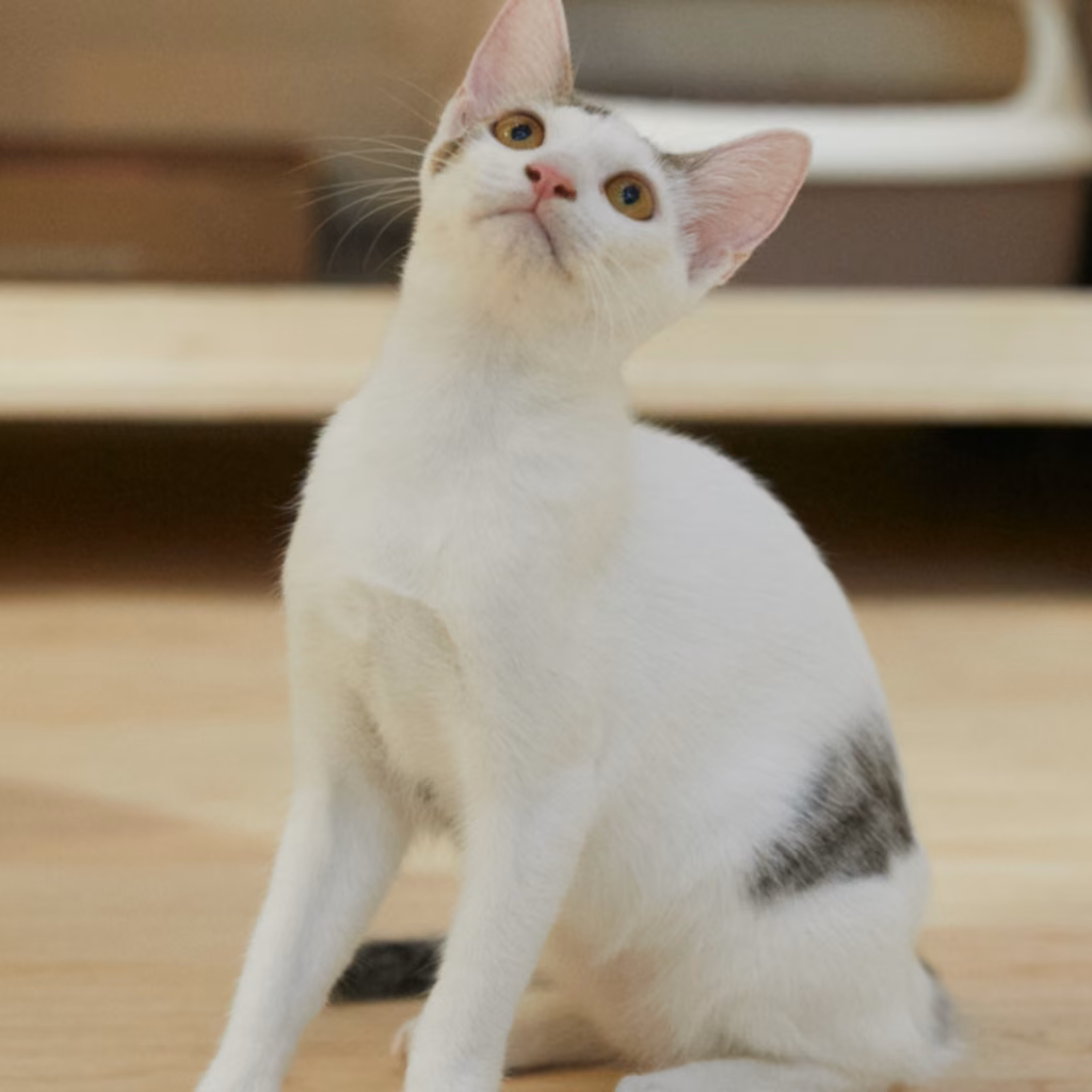 The cat, from the shelter's listing