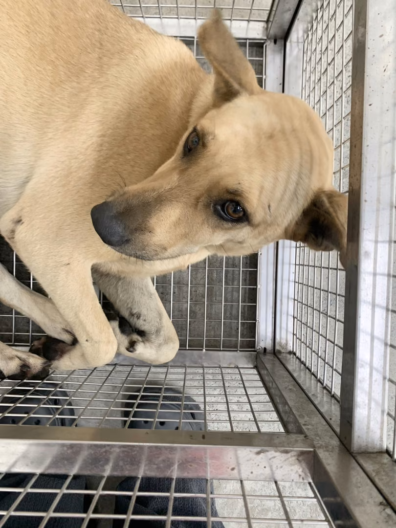 The dog, from the shelter's listing