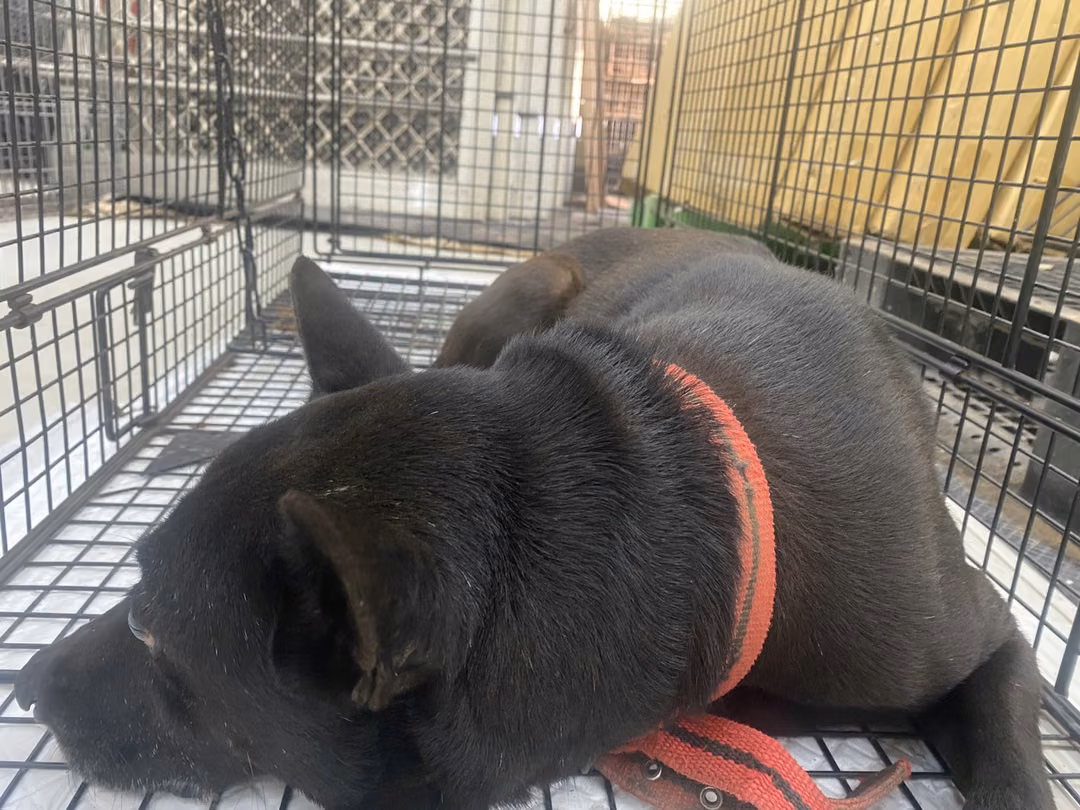 The dog, from the shelter's listing