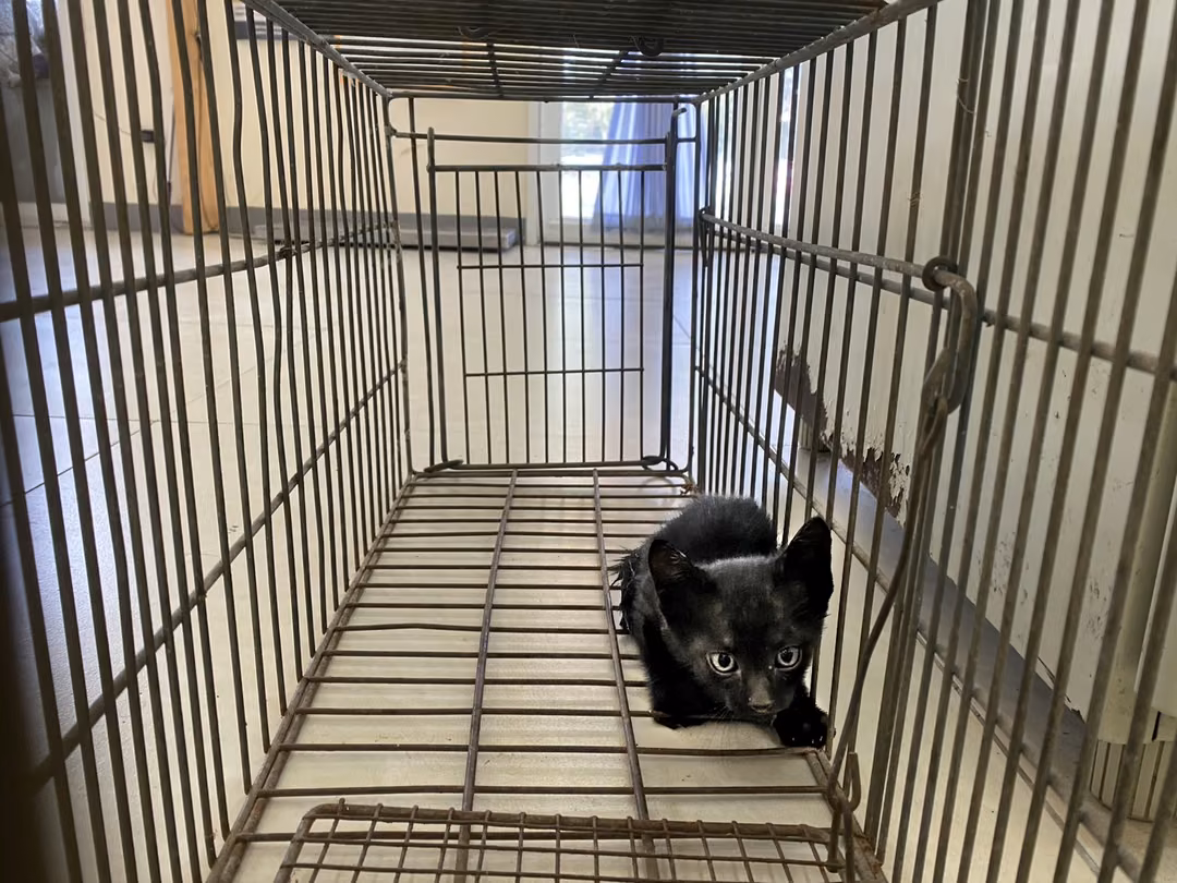 The cat, from the shelter's listing