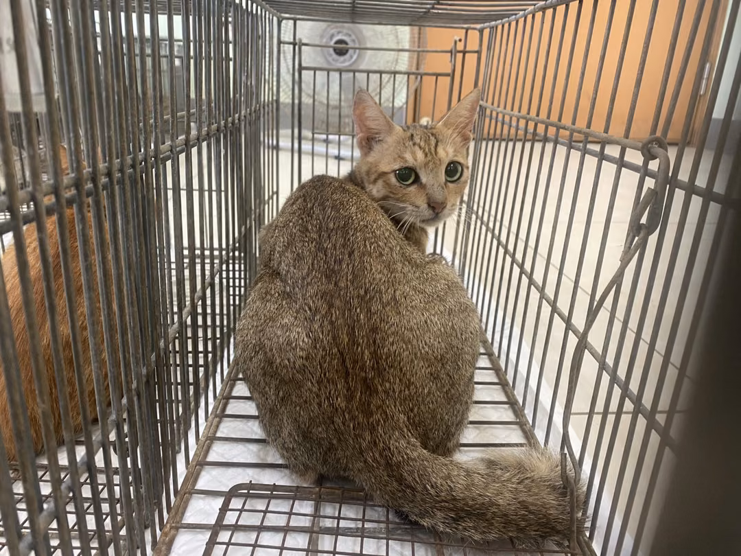 The cat, from the shelter's listing