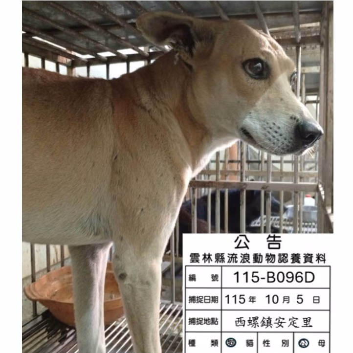 The dog, from the shelter's listing