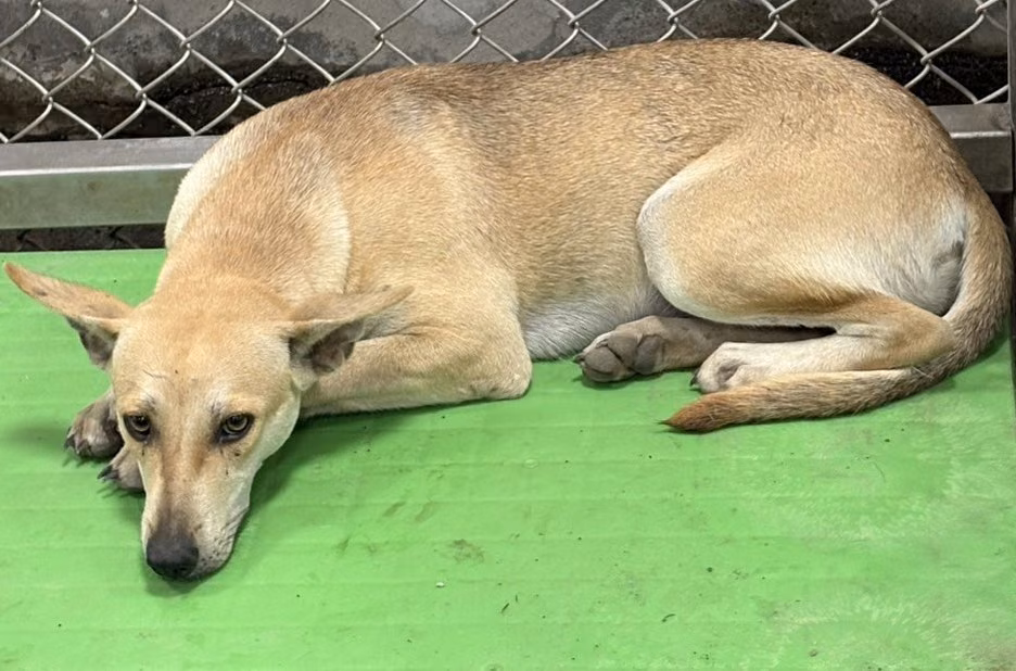 The dog, from the shelter's listing